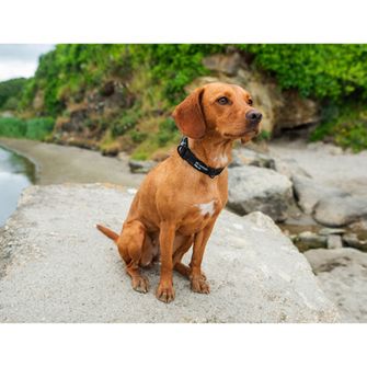 Нашийник для собак Mountain Paws, чорний